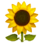 Sunflower oil rich in omega-6